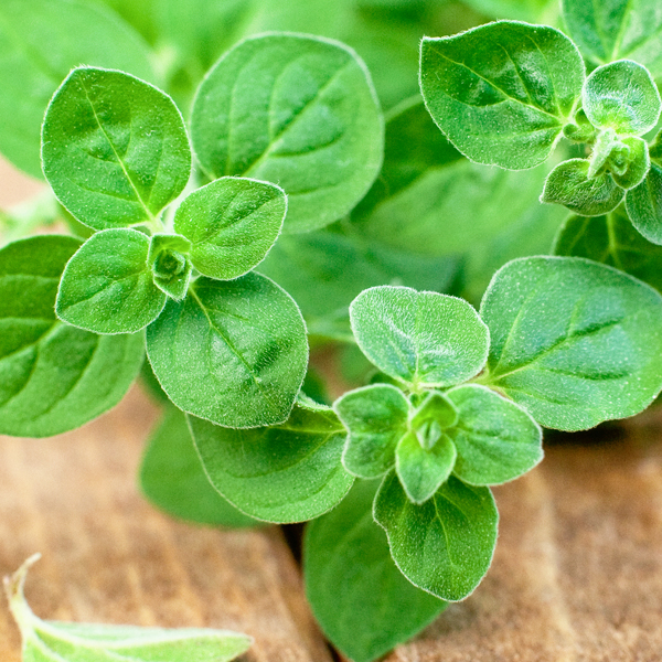 Searles Growing Oregano